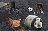 4 Pandas in a Coal Mine