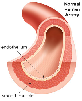 artery